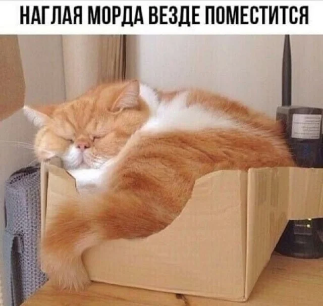 Свежие мемы