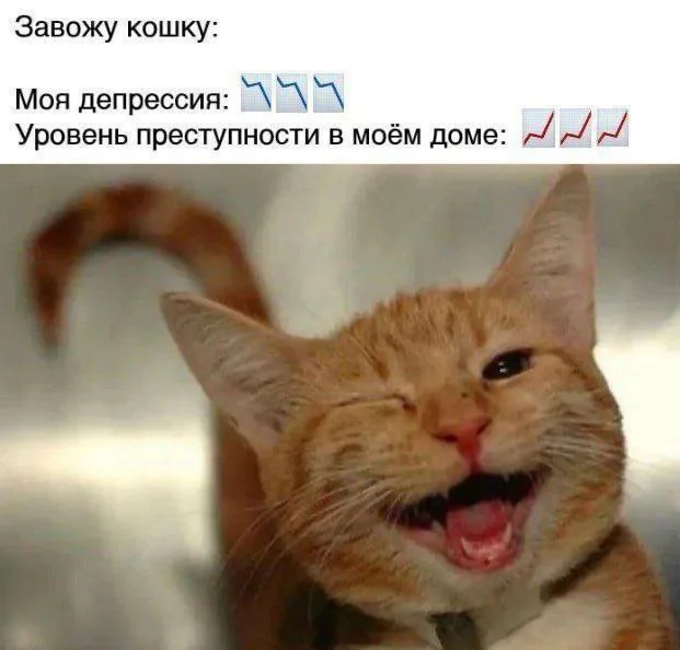 Кото-юмор
