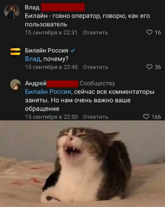 Кото-юмор