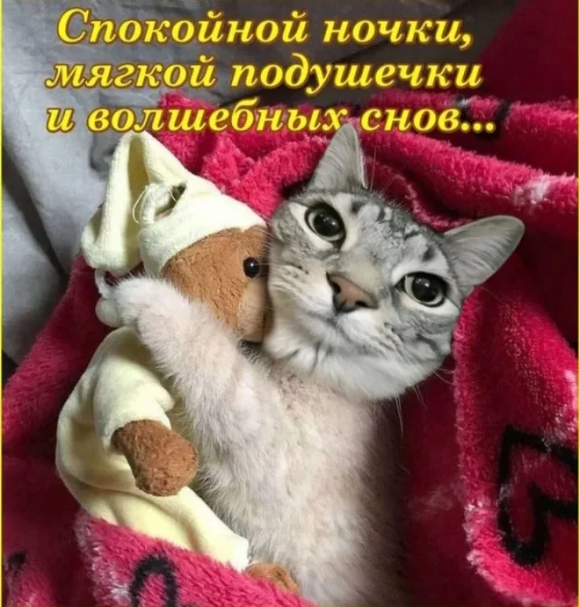 Кото-юмор