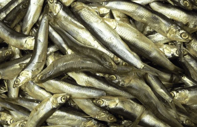 Подделка на полке: как кильку выдают за шпроты в магазинах