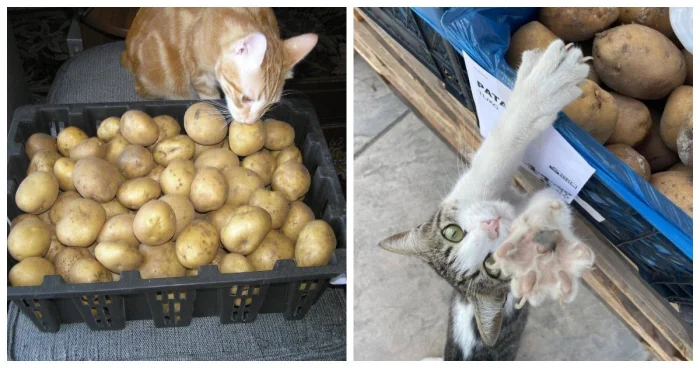 22 фото, доказывающих, что кошки и картошка — идеальный дуэт