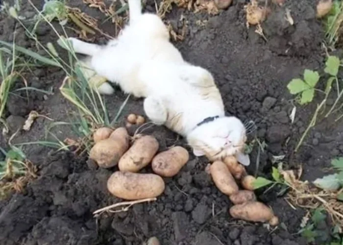 22 фото, доказывающих, что кошки и картошка — идеальный дуэт