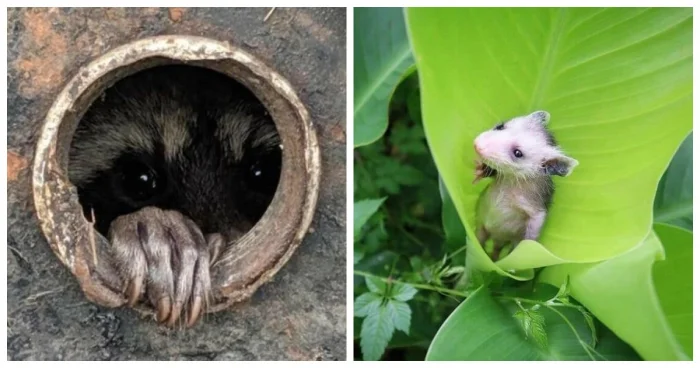 40 фото очаровательных существ, заряжающих чистым позитивом