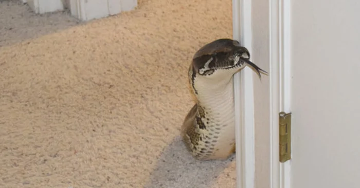 40 фото очаровательных существ, заряжающих чистым позитивом