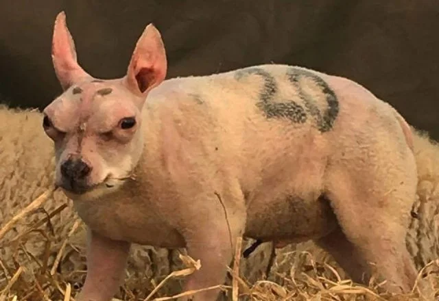 Что это за создание — смесь овцы и бультерьера?