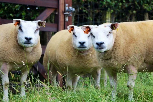 Что это за создание — смесь овцы и бультерьера?