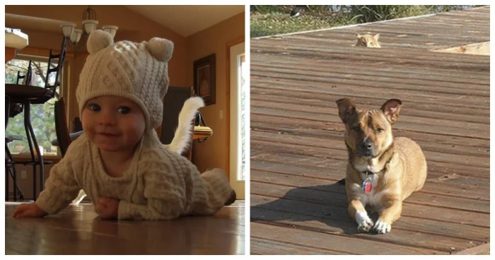 20 случаев, когда коты устроили фотобомбу и стали главными моделями