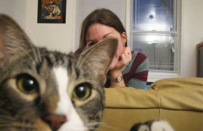 20 случаев, когда коты устроили фотобомбу и стали главными моделями