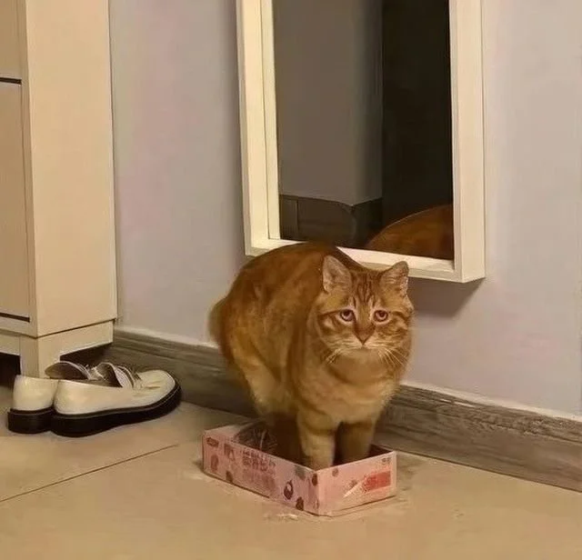 Кот и коробка: рыжий пушистик стал вирусной сенсацией