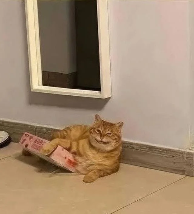 Кот и коробка: рыжий пушистик стал вирусной сенсацией