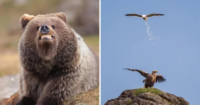 Объявлены финалисты конкурса комедийных фото дикой природы 2025 года