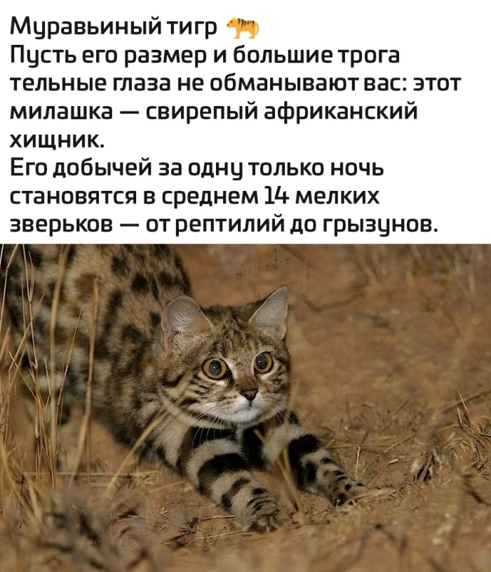 Разные тигрята