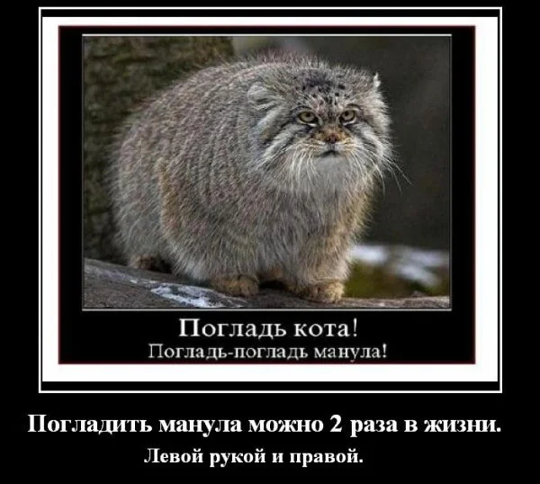 Манул: пушистый снаружи, яростный внутри — мнения очевидцев 😼