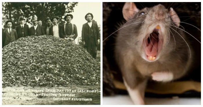 Нашествие мышей в Австралии: когда грызуны захватывают континент