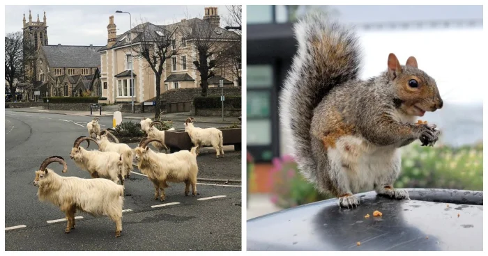 22 фото, доказывающих, что городские животные приносят море радости