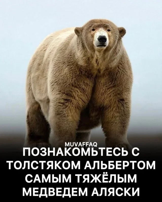 Повелитель буфета: как медведь из Аляски стал самым толстым