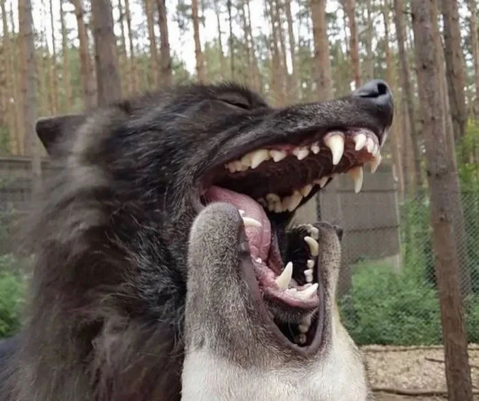 Почему собаки и волки кусают друг друга за морду — и что это значит