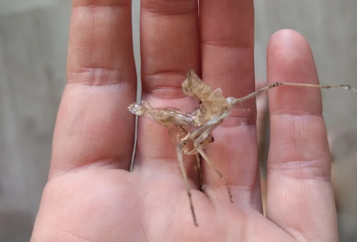 Почему стоит дать богомолу спокойно перелинять у себя дома: три веские причины