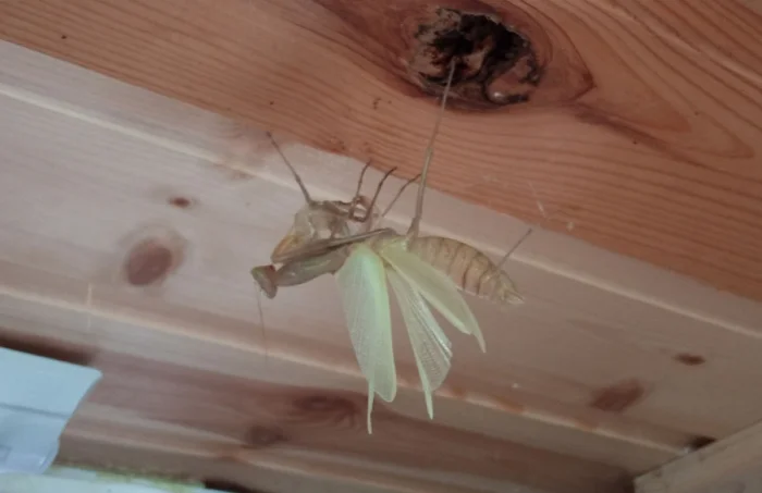 Почему стоит дать богомолу спокойно перелинять у себя дома: три веские причины