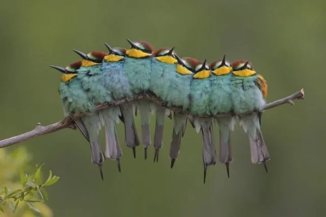 Глазам не верь: лучшие оптические иллюзии, обманывающие зрение