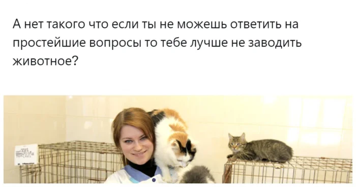 Анкета перед усыновлением: забота о животных или лишняя бюрократия?