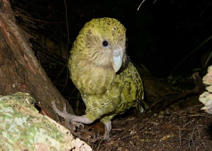 Птица-неудачник с добрым сердцем: какапо живёт век и ждёт редкое дерево