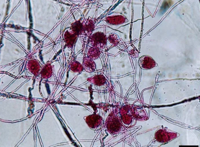 Самое ценное дерево в мире: почему его стоимость превышает цену золота