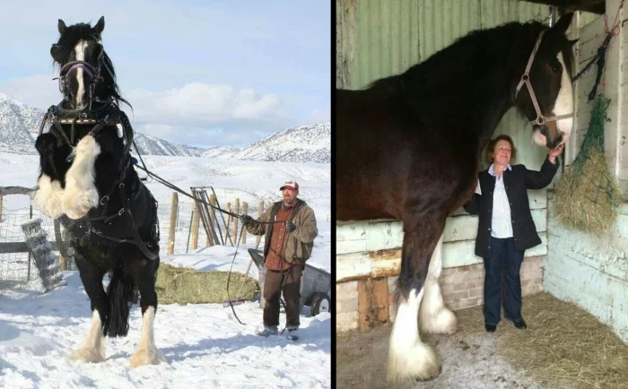Шайр — гигант среди лошадей: больше тонны силы и грации в одном теле