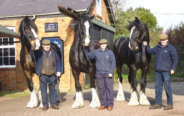 Шайр — гигант среди лошадей: больше тонны силы и грации в одном теле