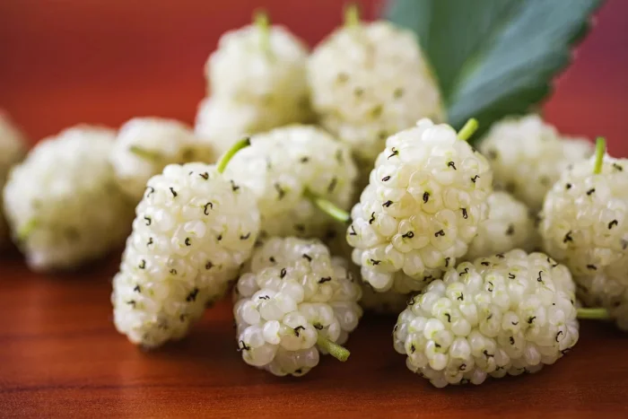 Шелковица — дерево, с которого началась история шёлка