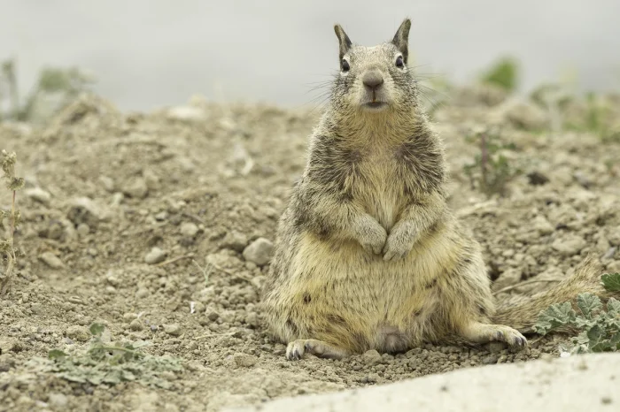 Суслик-воин: как маленький грызун использует кожу змей против них