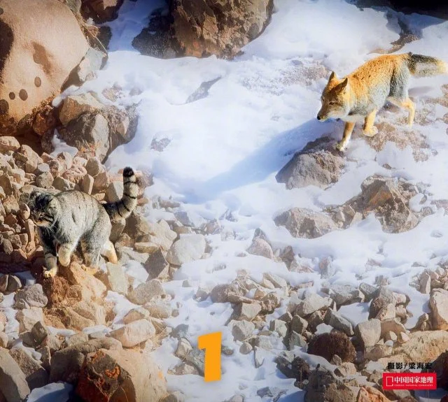 Тибетский лис против манула: редкие кадры неожиданной схватки