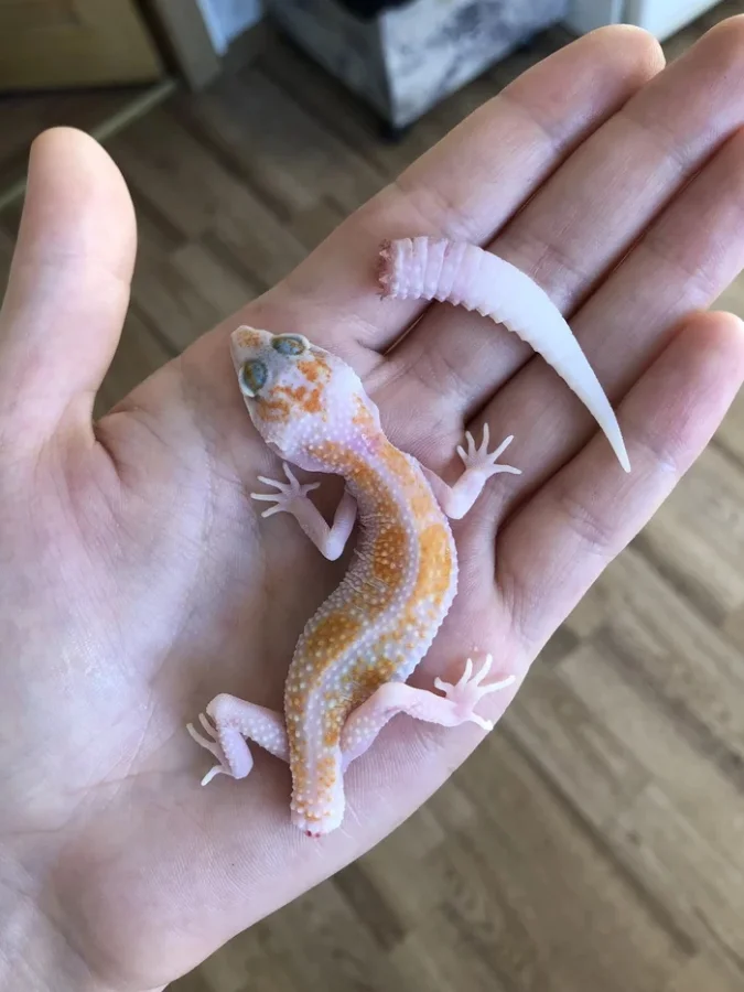 Топ-5 существ, способных восстанавливаться почти из ничего: прирожденные бессмертные