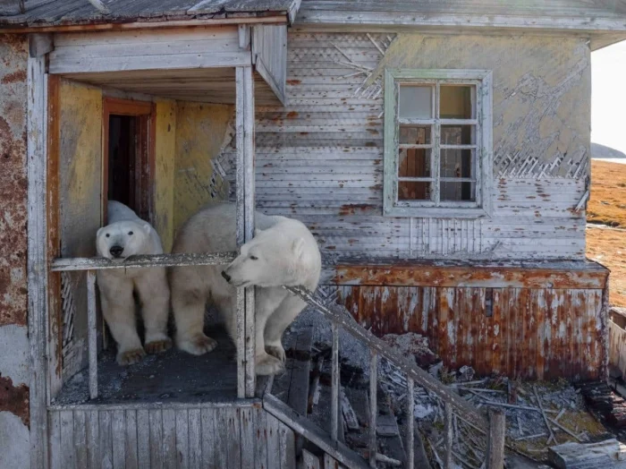 Белые медведи захватили научную станцию: невероятные кадры с Арктики