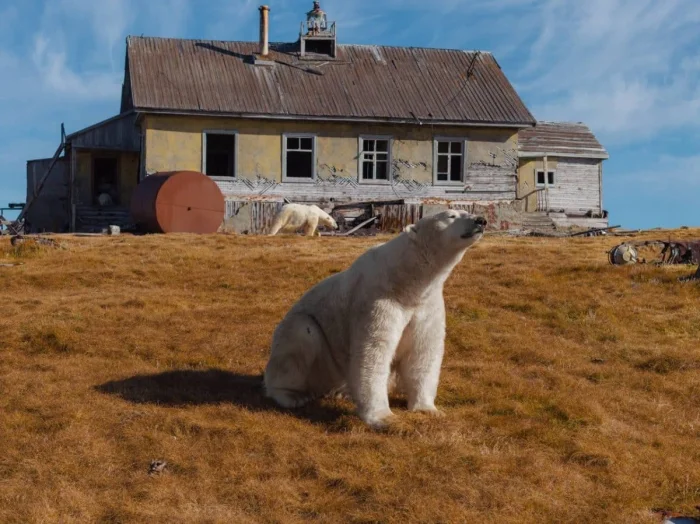 Белые медведи захватили научную станцию: невероятные кадры с Арктики