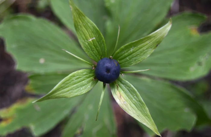 Вороний глаз — смертельно красивая ягода: почему она так опасна для детей