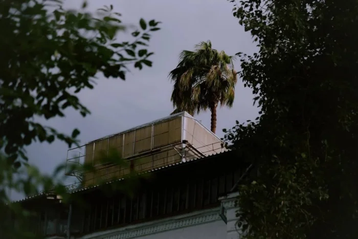 🌴 Самая высокая пальма России