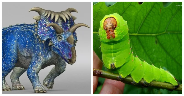 10 поразительных рекордсменов среди животных, о которых мало кто знает