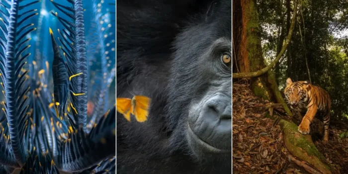 12 победителей конкурса «Фотограф природы 2025»