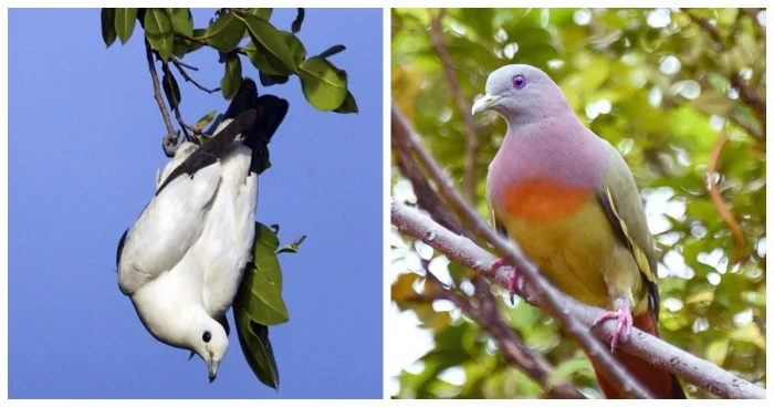 15 удивительных пород голубей, о существовании которых вы не подозревали