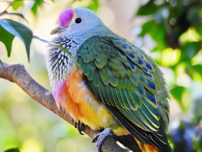 15 удивительных пород голубей, о существовании которых вы не подозревали