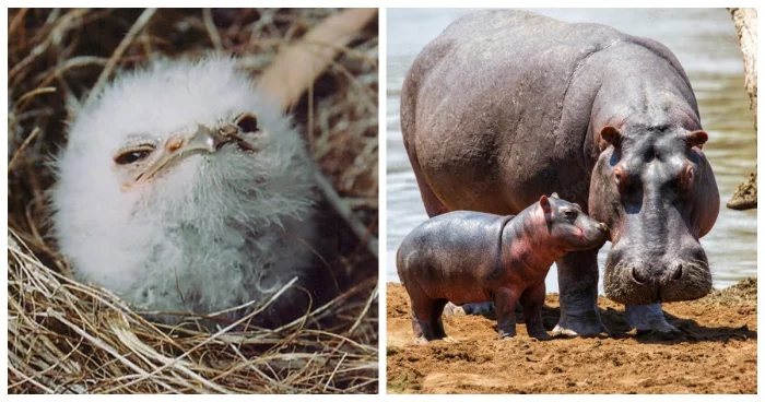 18 душевных моментов из жизни диких и домашних животных