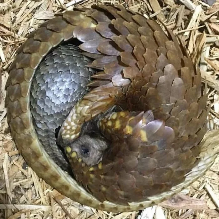 18 душевных моментов из жизни диких и домашних животных