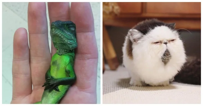 20 животных-гуру, которые постигли дзен лучше любого человека