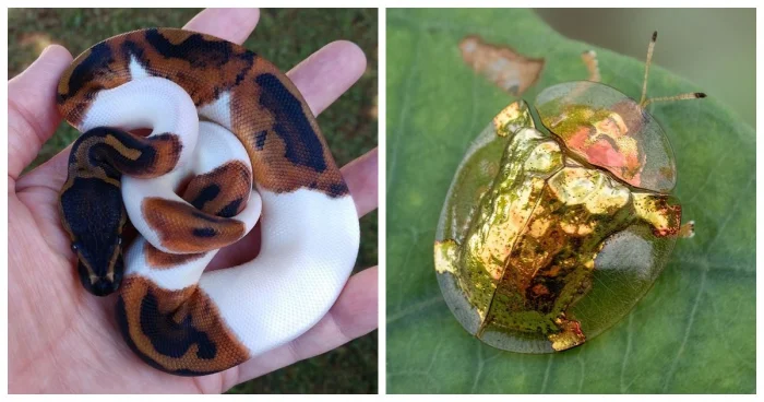 20 редких природных явлений, поражающих необычными красками