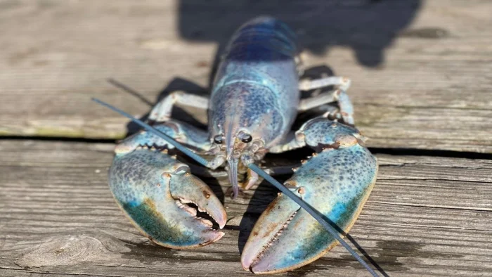 20 редких природных явлений, поражающих необычными красками