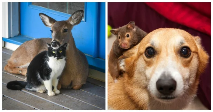 20 случаев, когда пушистые показали, что любовь не требует слов