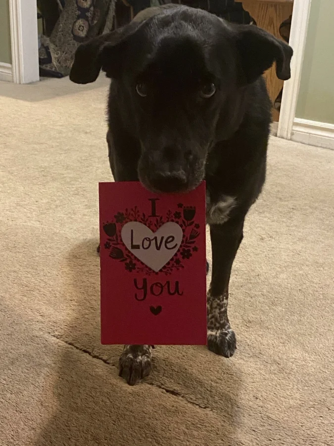 20 случаев, когда пушистые показали, что любовь не требует слов