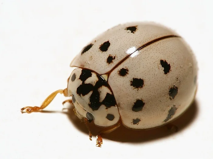 20 фото, доказывающих, что красота мира скрыта в мелочах